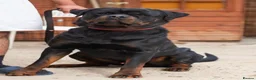 Rottweiler dogs for stud: BIG BONED GERMAN ROTTWEILER FOR STUD  - Advert 3