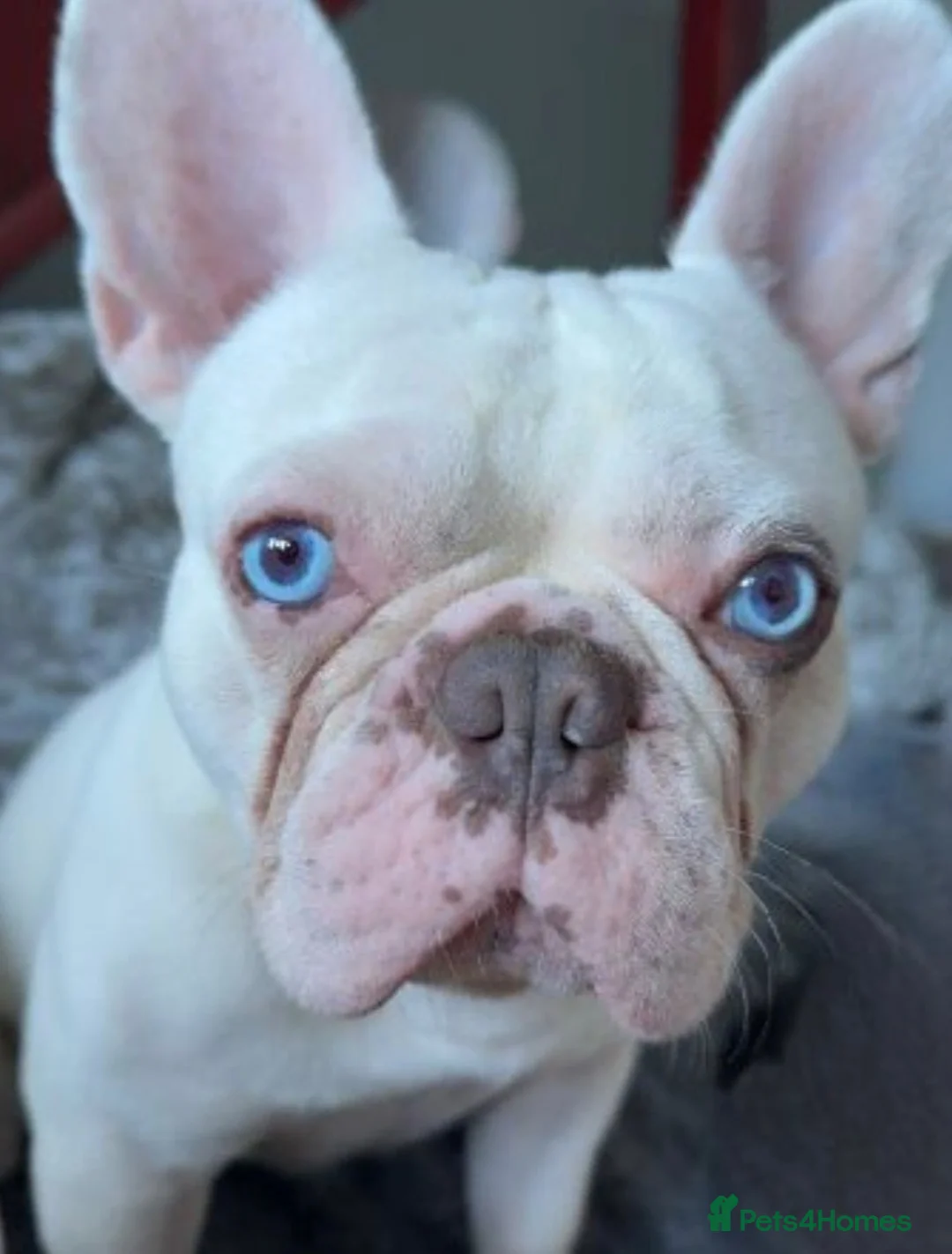 French Bulldog dogs for sale: BlueEyed Hugo 💙 in Grimsby - Advert 1
