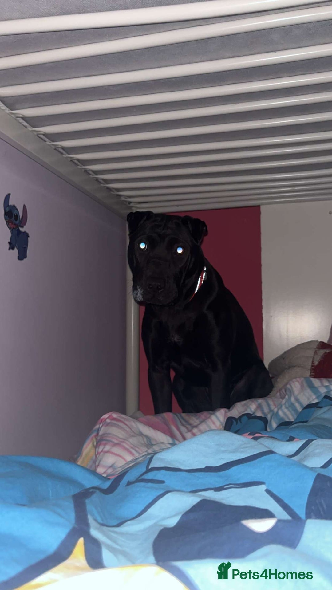 Mixed Breed dogs for sale: Urgent Rehome- Munchie - Advert 9