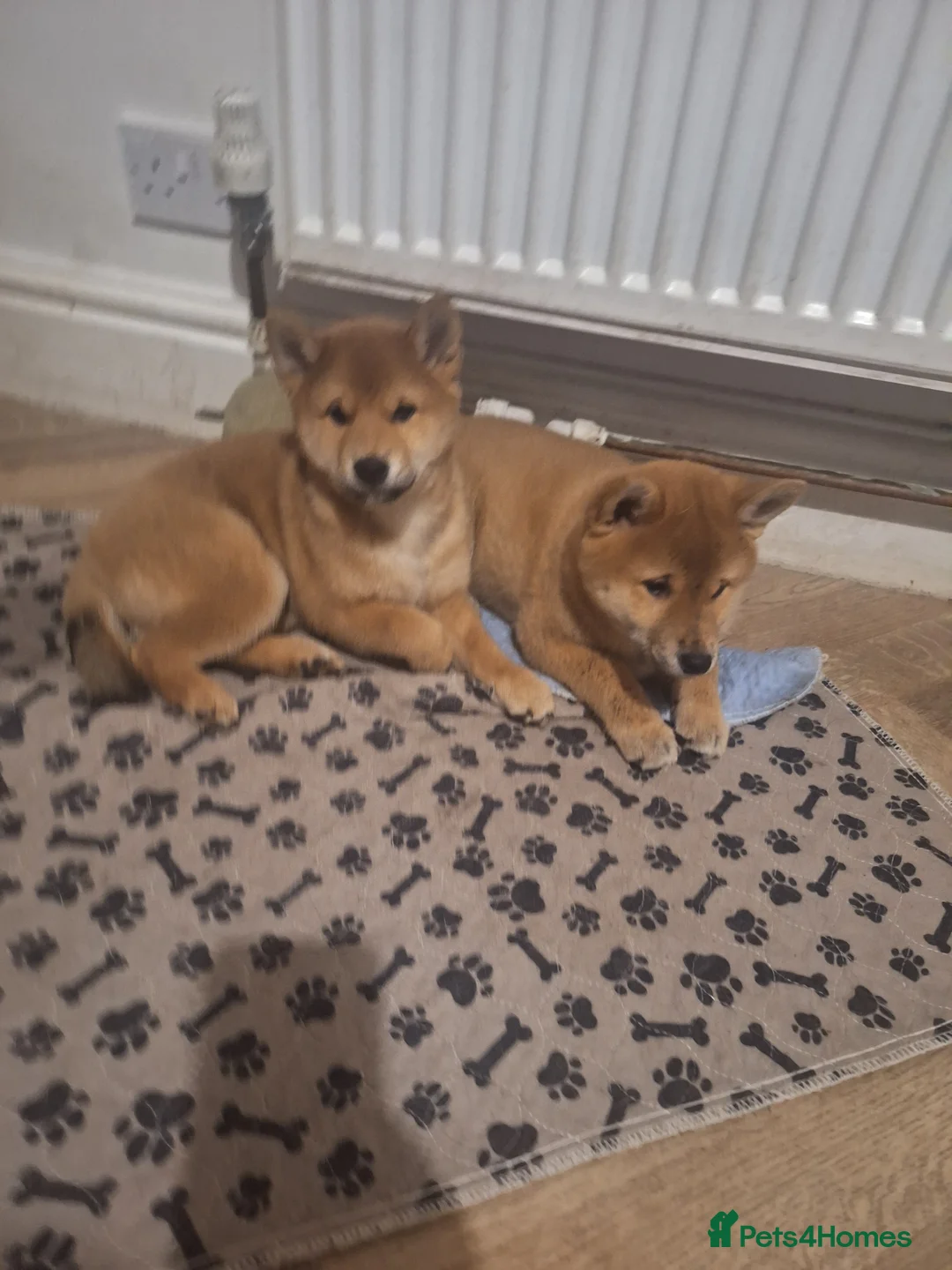 Japanese Shiba Inu dogs for sale: Puppy Shiba inu female - Advert 23