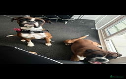Boxer dogs for sale: Beautiful boxer puppies  - Image 1