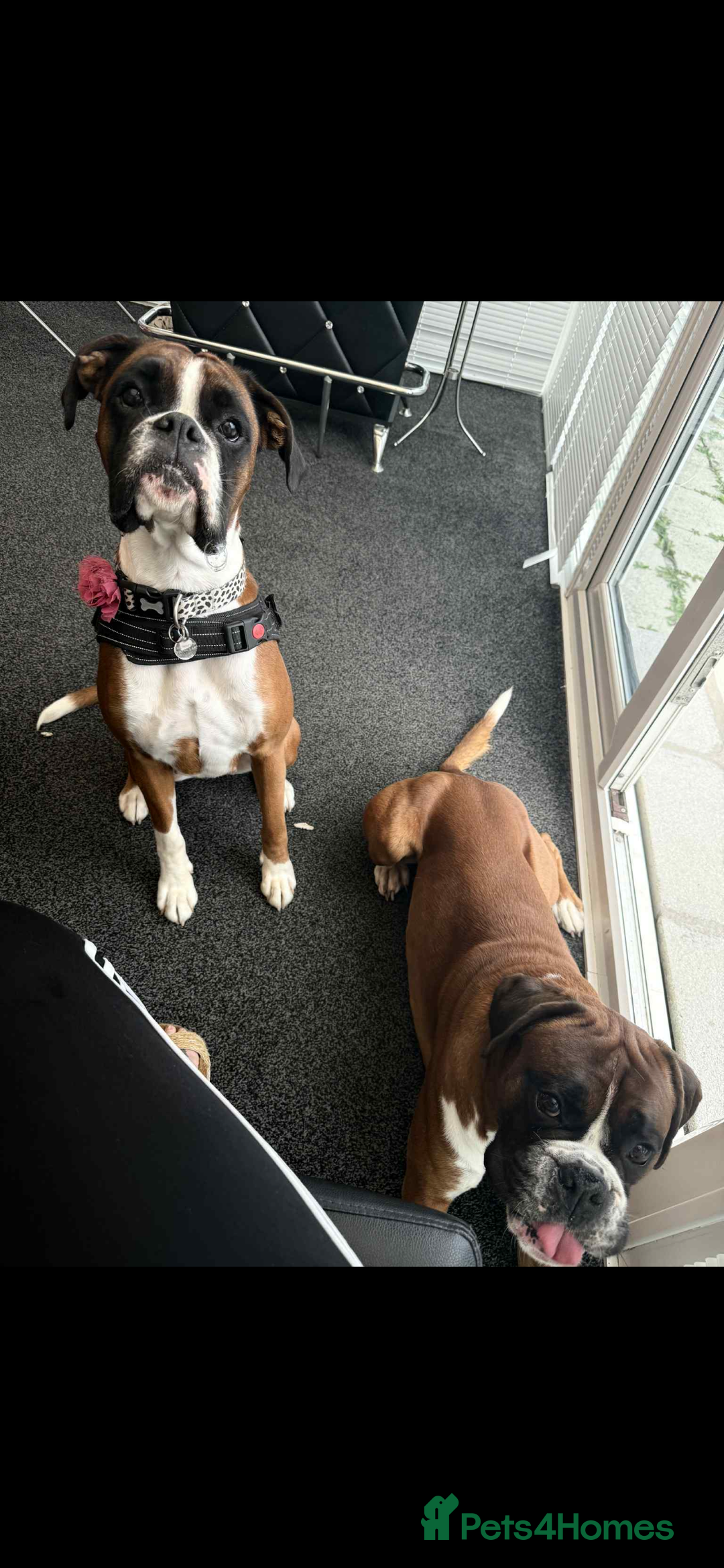 Boxer dogs for sale: Beautiful boxer puppies  - Image 1