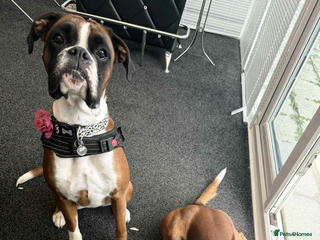 Boxer dogs - Advert 1