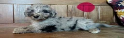Bordoodle dogs for sale: Standard Bordoodle/Colliepoodle Puppies - Advert 20