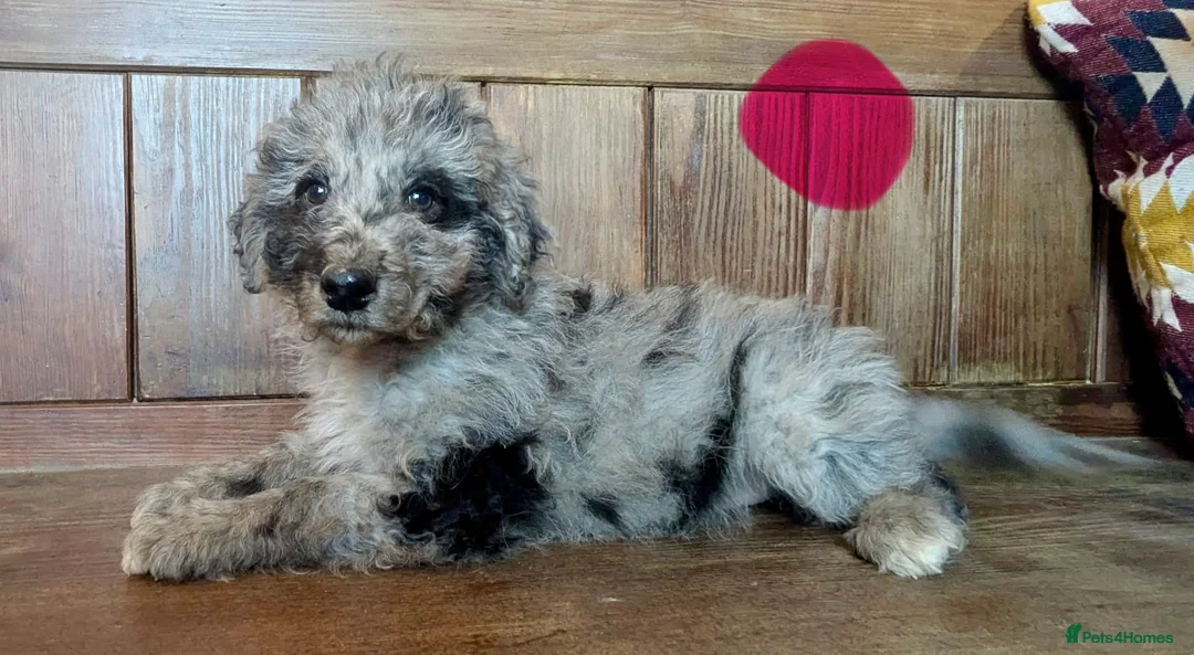 Bordoodle dogs for sale: Standard Bordoodle/Colliepoodle Puppies - Advert 20