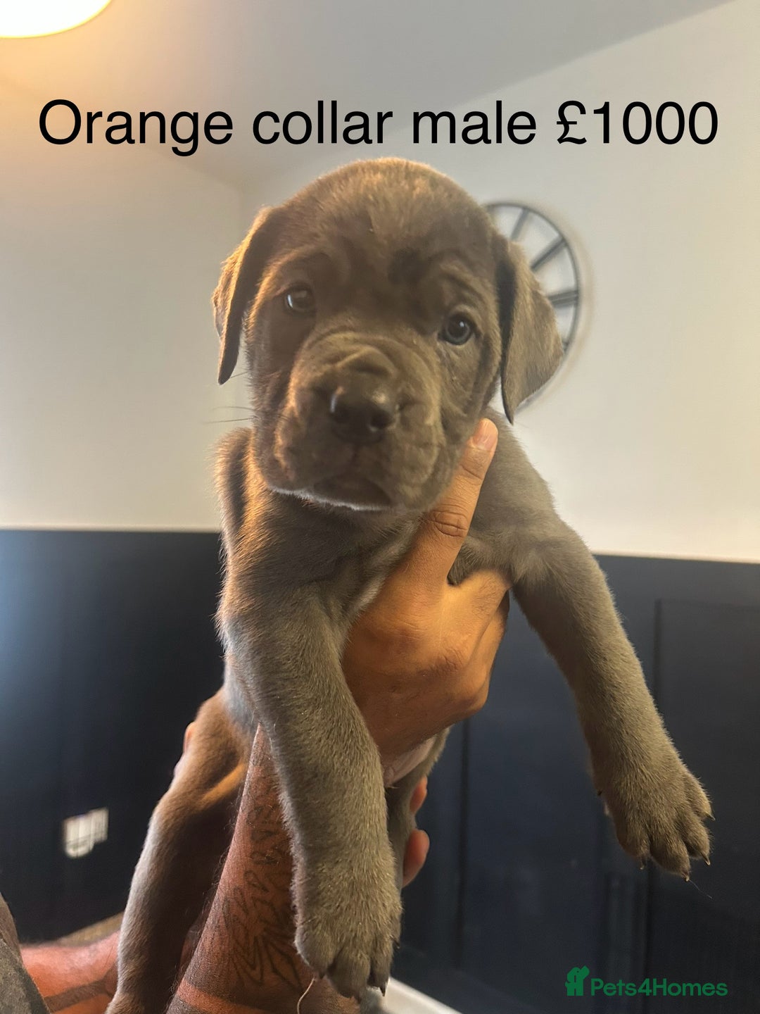 Cane Corso dogs for sale: Cane Corso Puppies  - Advert 2