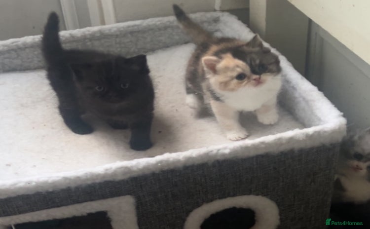 Persian cats - Advert 2