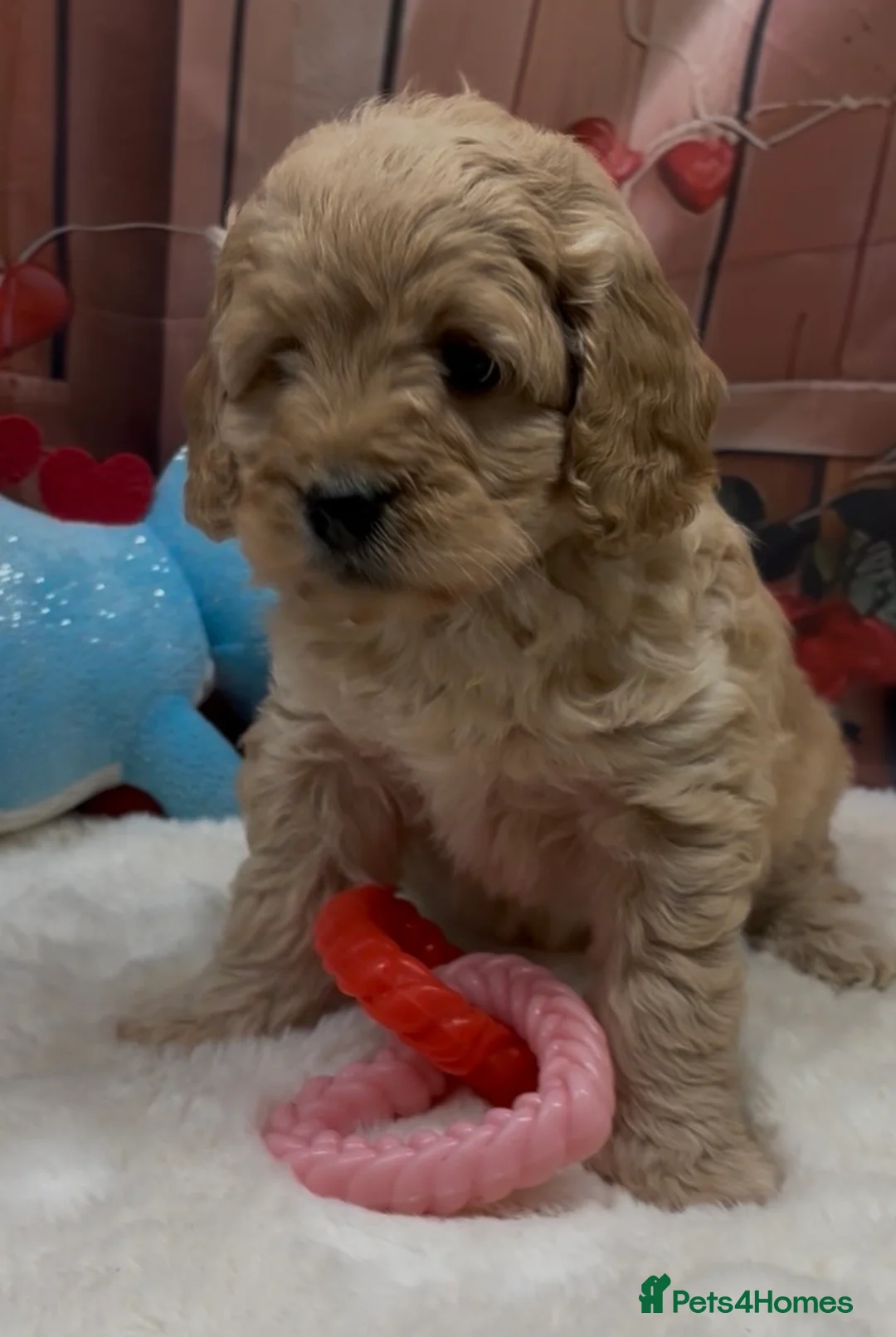 Cockapoo dogs for sale: Beautiful cockapoo  - Advert 12