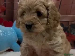 Cockapoo dogs Beautiful cockapoo - Advert 18