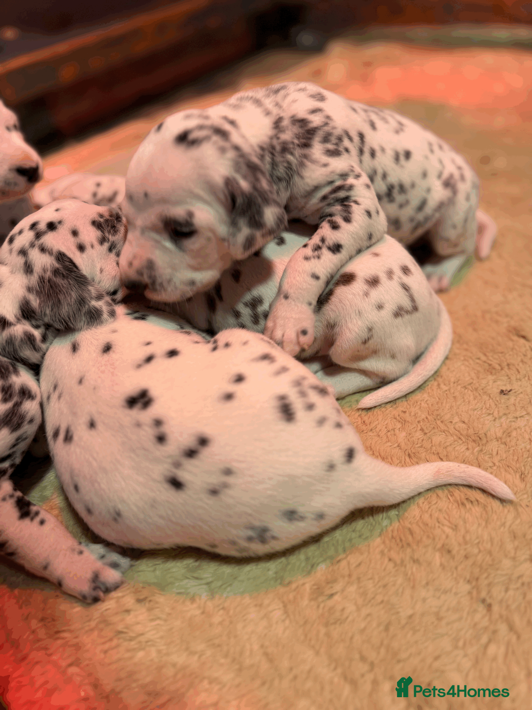 Dalmatian dogs for sale: KC Reg Dalmatian Puppies Black & Liver Ready Now - Advert 19
