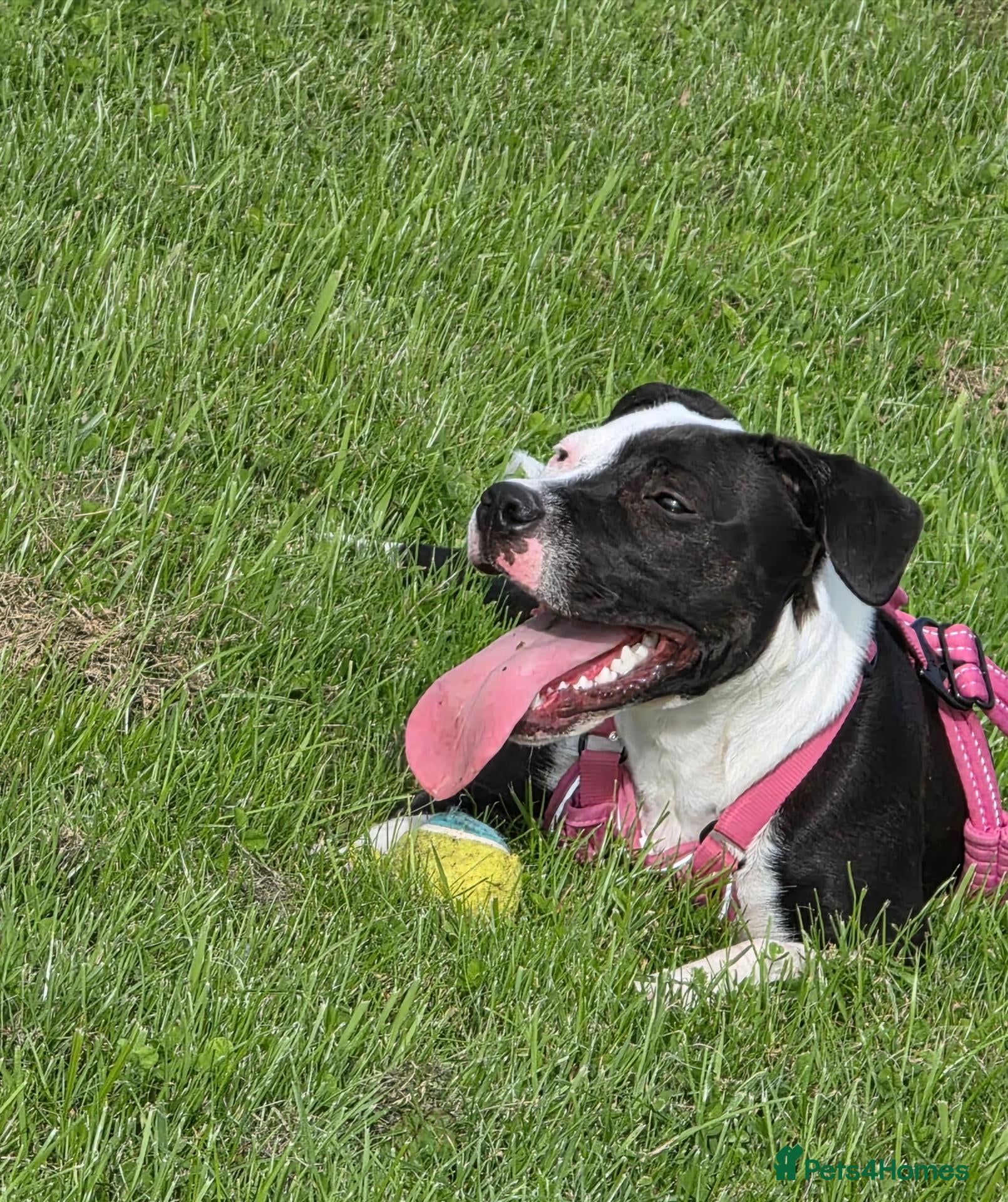 Staffordshire Bull Terrier dogs Luna  - Advert 1