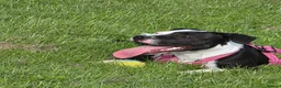 Staffordshire Bull Terrier dogs for sale: Luna  - Advert 1