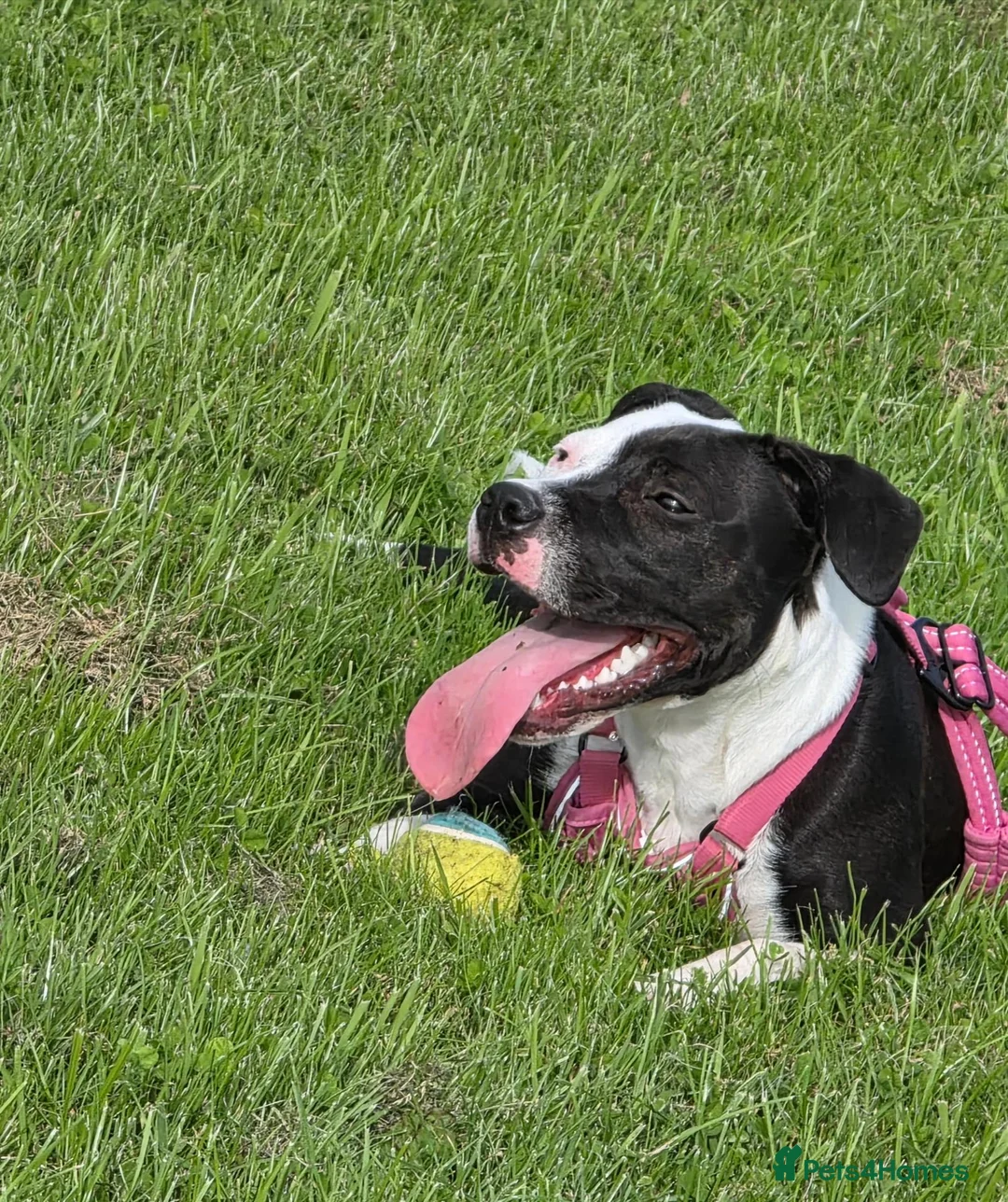 Staffordshire Bull Terrier dogs for sale: Luna  - Advert 1