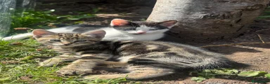 Oreo