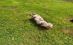 Miniature Dachshund dogs for sale: ❤️❤️Miniature dachshund choc and tan female  ❤️❤️ - Image 10