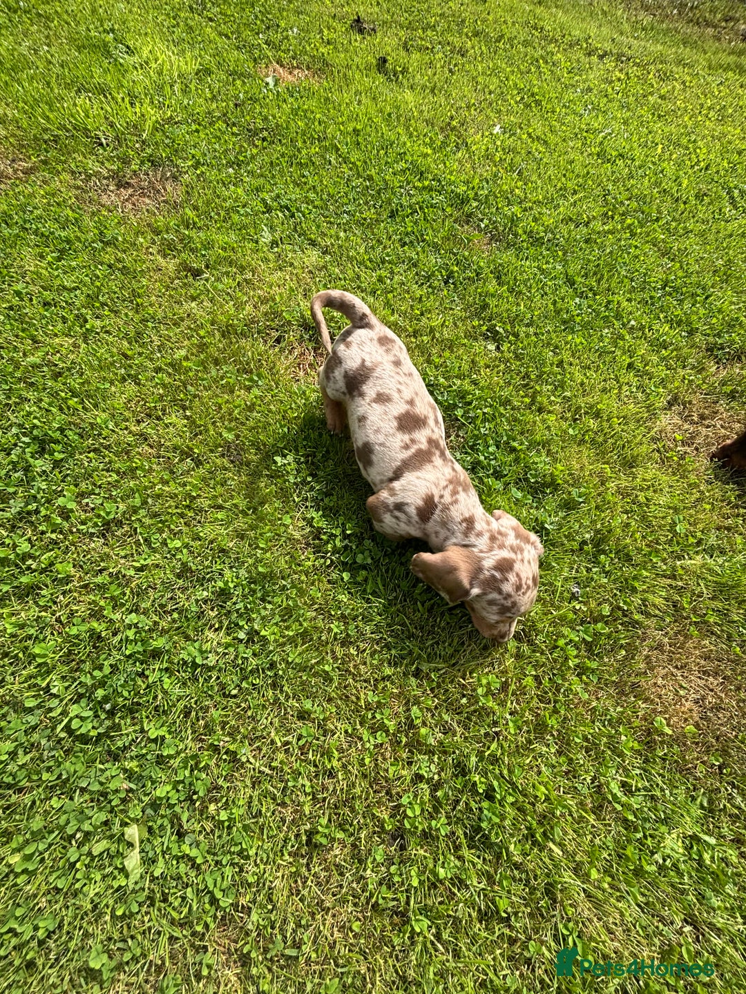 Miniature Dachshund dogs for sale: ❤️❤️Miniature dachshund choc and tan female  ❤️❤️ - Image 10