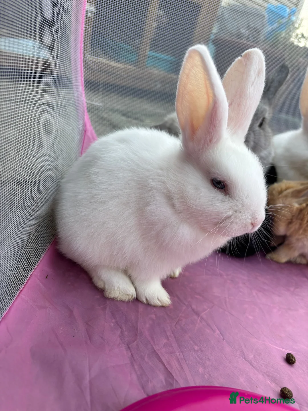 Mixed Breed rabbits for sale: 2x White bunnies in Sheffield - Advert 2