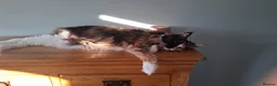 Maine Coon cats for sale: Tica registered polydactyl Maine coon - Advert 2
