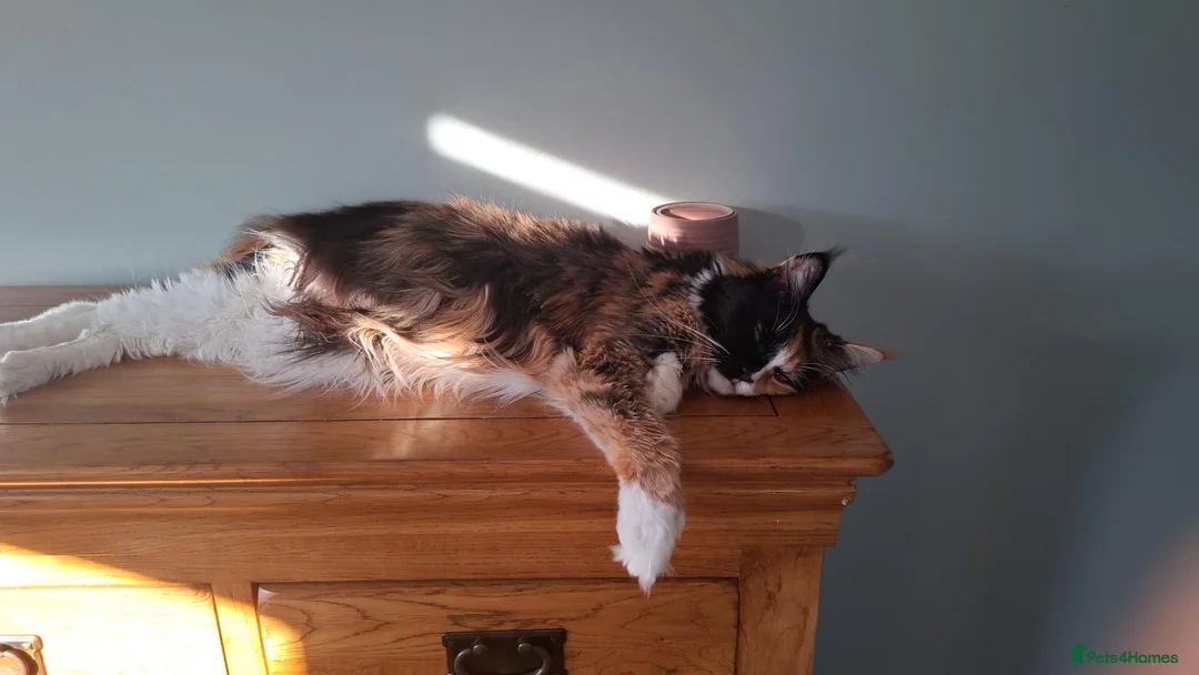 Maine Coon cats for sale: Tica registered polydactyl Maine coon - Advert 2