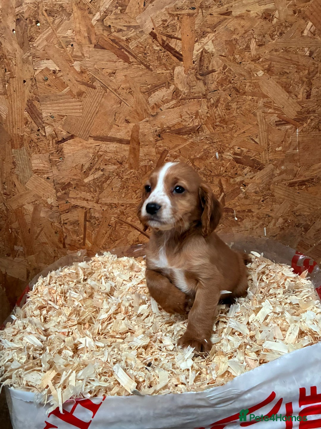 Cocker Spaniel dogs for sale: Working cocker spaniels  - Advert 10