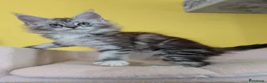 Black Silver Classic Tabby with White 
