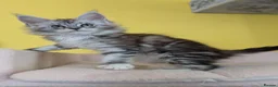 Maine Coon cats for sale: TICA Registered Maine Coon Kittens  - Advert 6