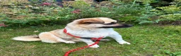 Mixed Breed dogs for adoption: Kiko  - Advert 4