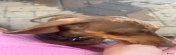 Miniature Dachshund dogs for sale: Dapple Miniature dachshund 3 years old female  - Advert 3