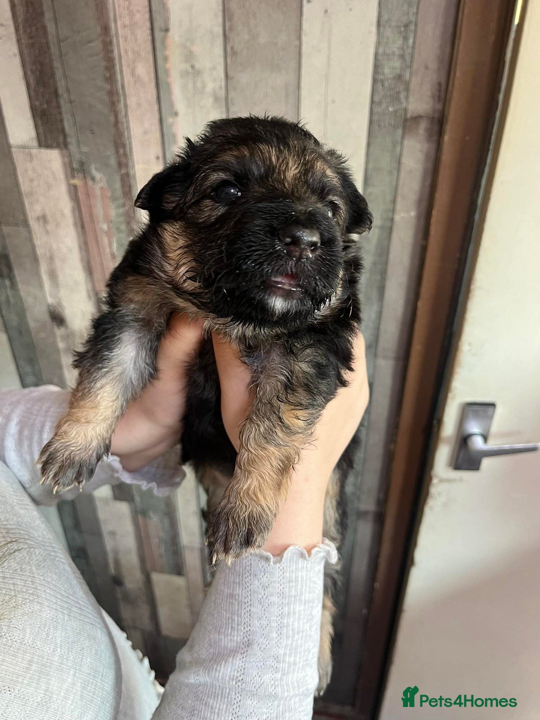 German Shepherd dogs for sale: German Shepherd Puppies Fluffy & Chunky  - Image 7