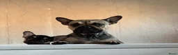 French Bulldog dogs for sale: One French bulldog puppy  in Walsall - Advert 5