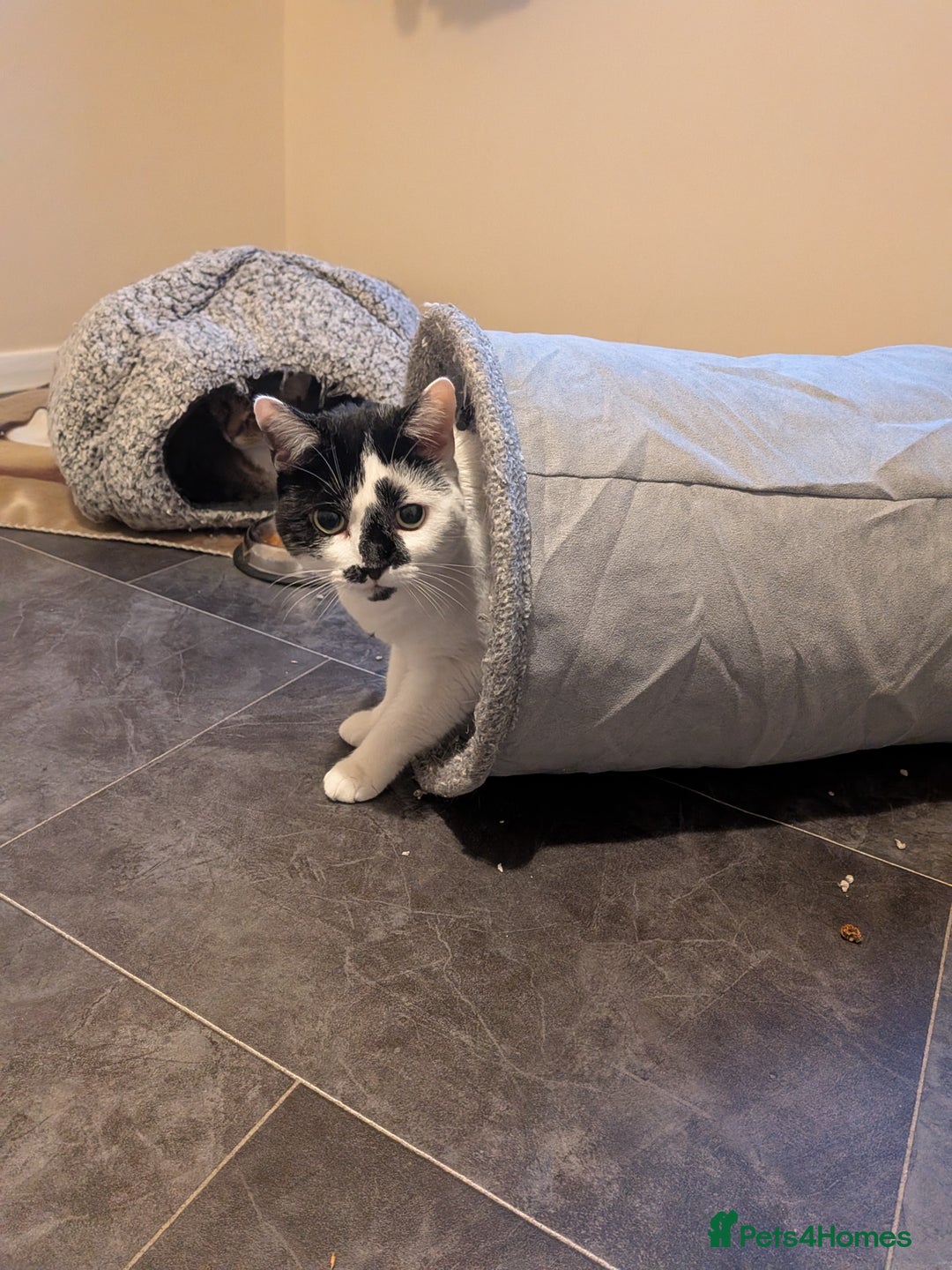 Domestic Shorthair cats for adoption: Edith and Sam are a purrfect pair - Advert 5