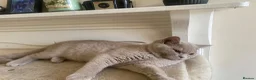 British Shorthair cats for sale: Championship line GCCF British Shorthair Kittens - Advert 8