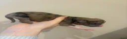 Mixed Breed dogs for sale: Whippet x lurcher pups in Stanley - Advert 16