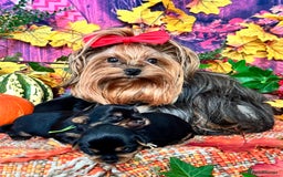 Yorkshire Terrier dogs for sale: 🐾 KC Reg Pedigree Yorkshire Terrier Puppies - Image 1