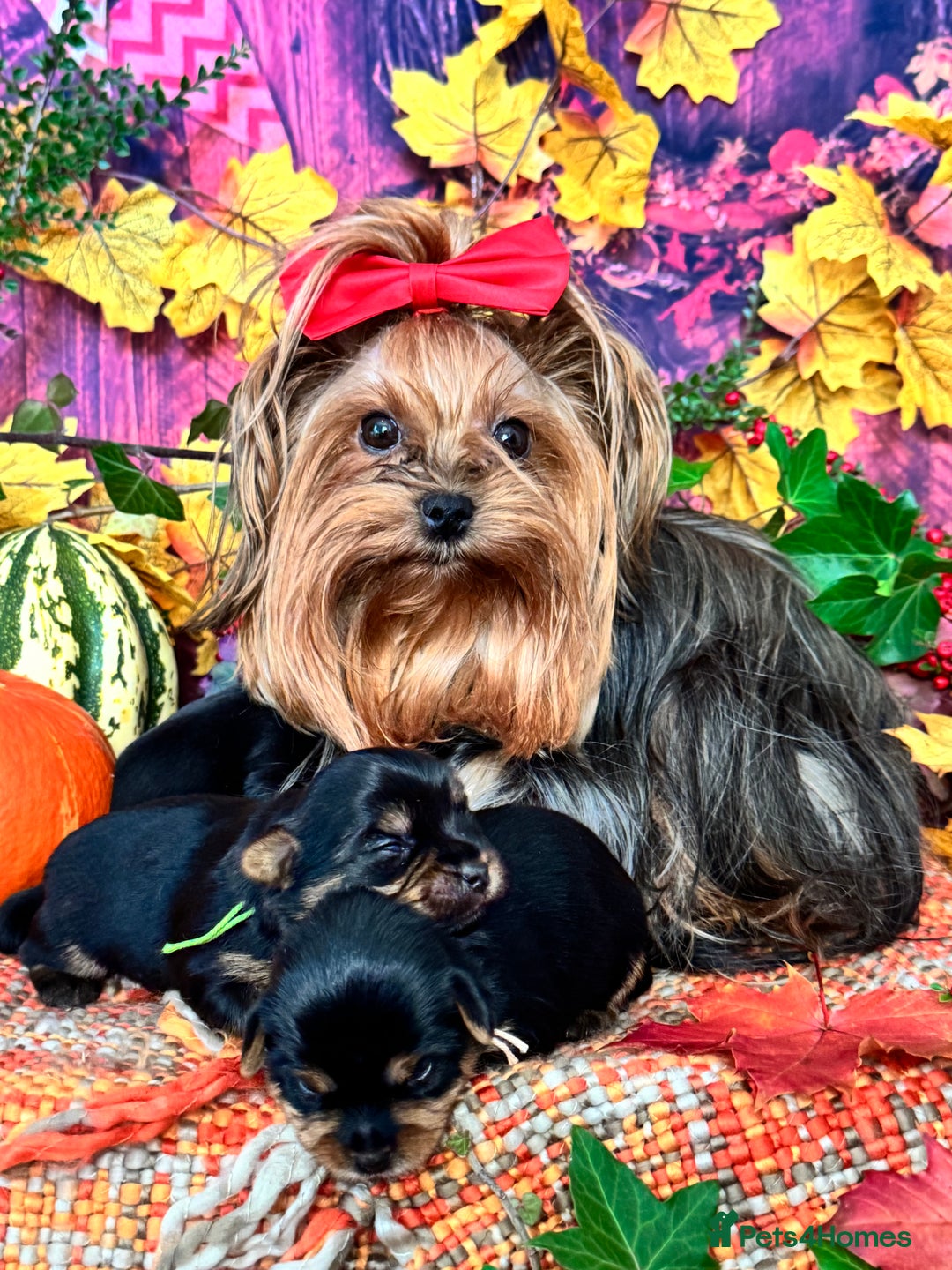 Yorkshire Terrier dogs for sale: 🐾 KC Reg Pedigree Yorkshire Terrier Puppies - Image 1