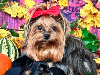 Yorkshire Terrier dogs - Advert 32