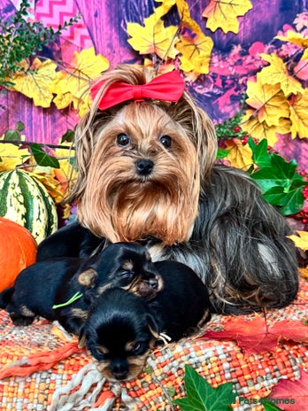 Yorkshire Terrier dogs - Advert 1
