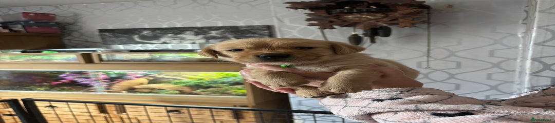 Goldador Puppy 2