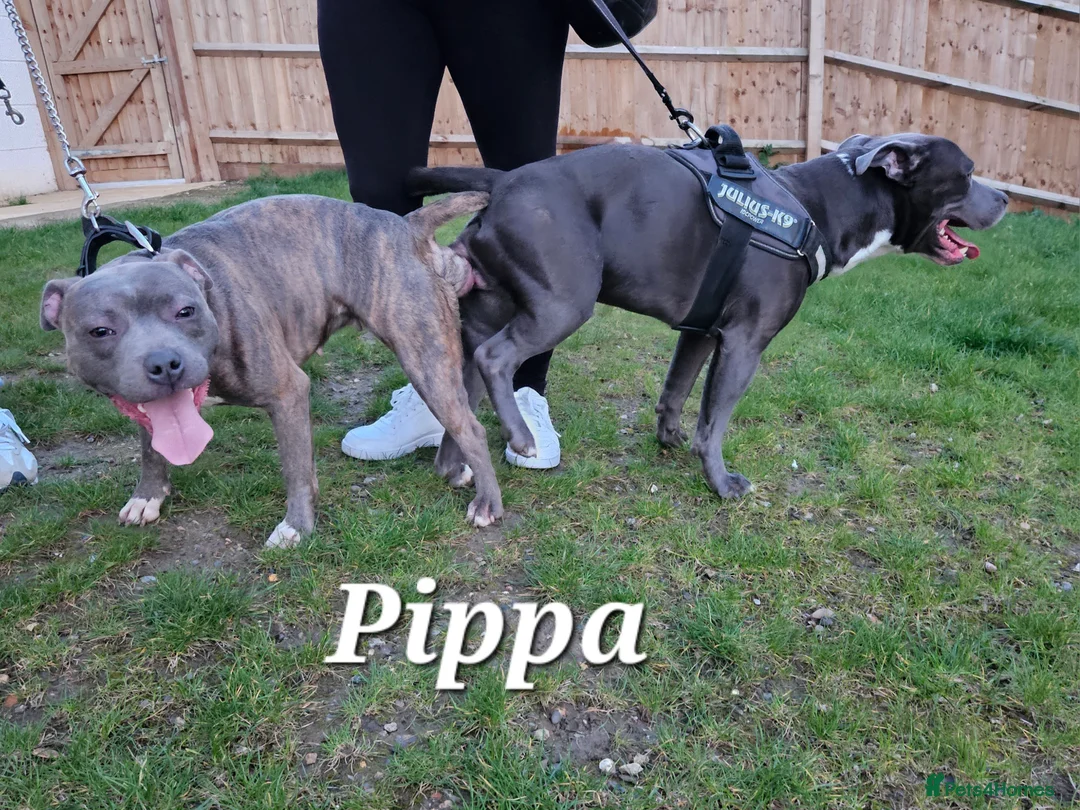 Staffordshire Bull Terrier dogs for stud: BLUE Proven 50+ litters, natural and artificial  in Erith - Advert 9