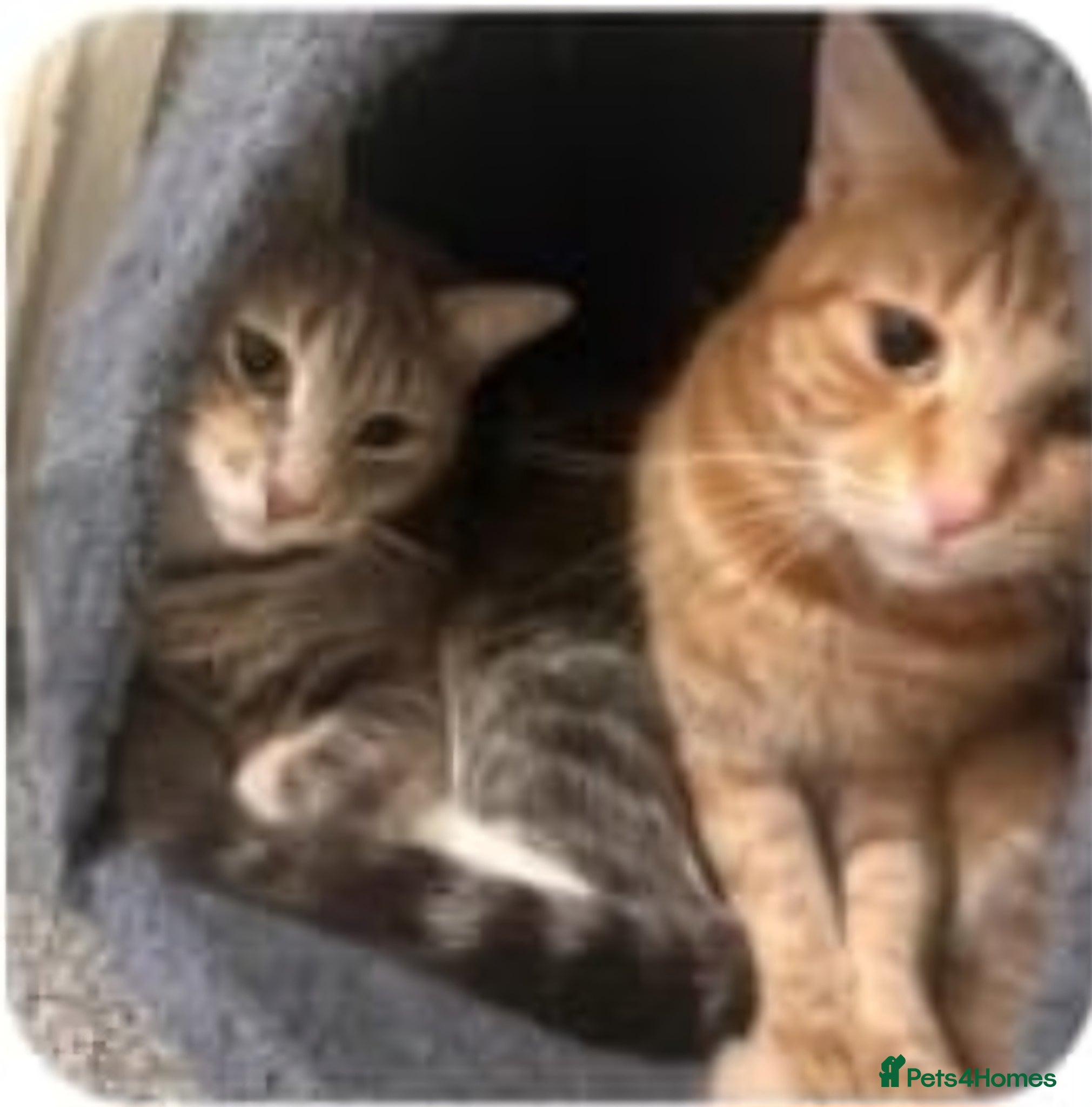 Mixed Breed cats Cute female tabbies looking for a loving home. =] - Advert 3