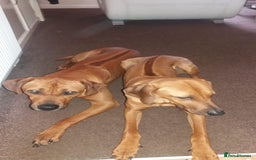 Rhodesian Ridgeback dogs for sale: 🦁KC RHODESIAN RIDGEBACKS PUPPIES🦁  - Image 18