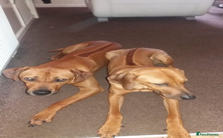 Rhodesian Ridgeback dogs - Advert 1