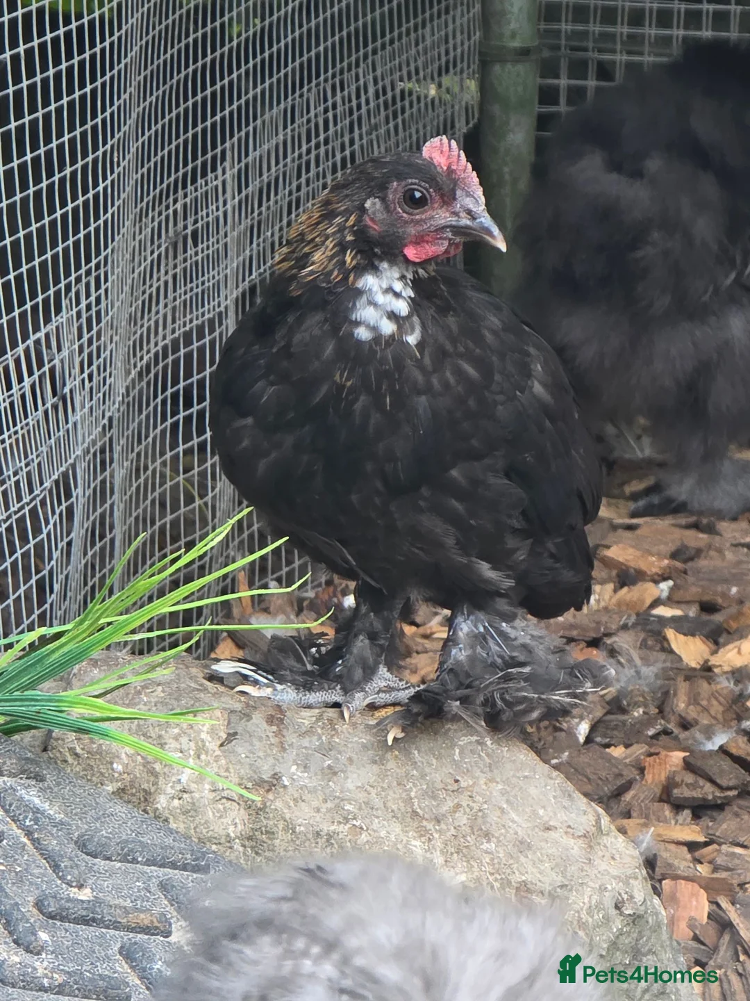 Chickens poultry for sale: Chicks looking for new homes  - Advert 2