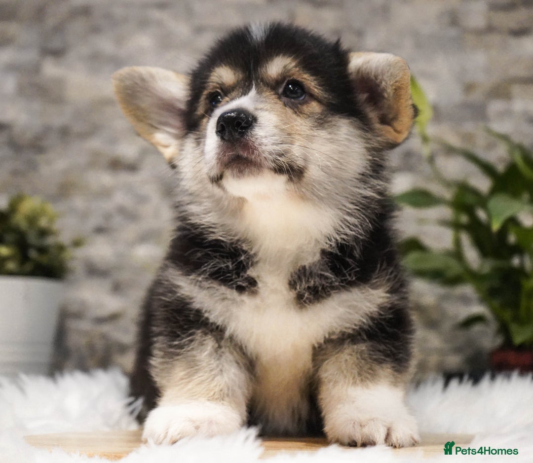 Welsh Corgi Pembroke dogs for sale: Welsh Corgi (Pembroke) - Advert 14