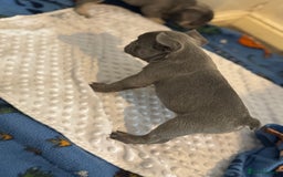 French Bulldog dogs for sale: 3 beautiful frenchie boys  - Image 3