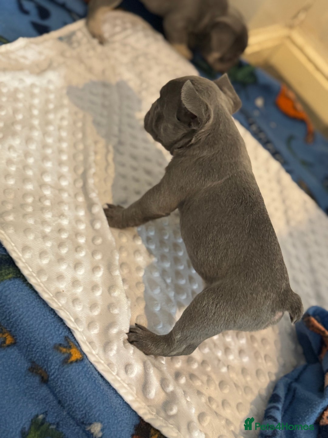 French Bulldog dogs for sale: 3 beautiful frenchie boys  - Image 3