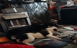 Mixed Breed dogs for sale: Husky mix Labrador  - Advert 4