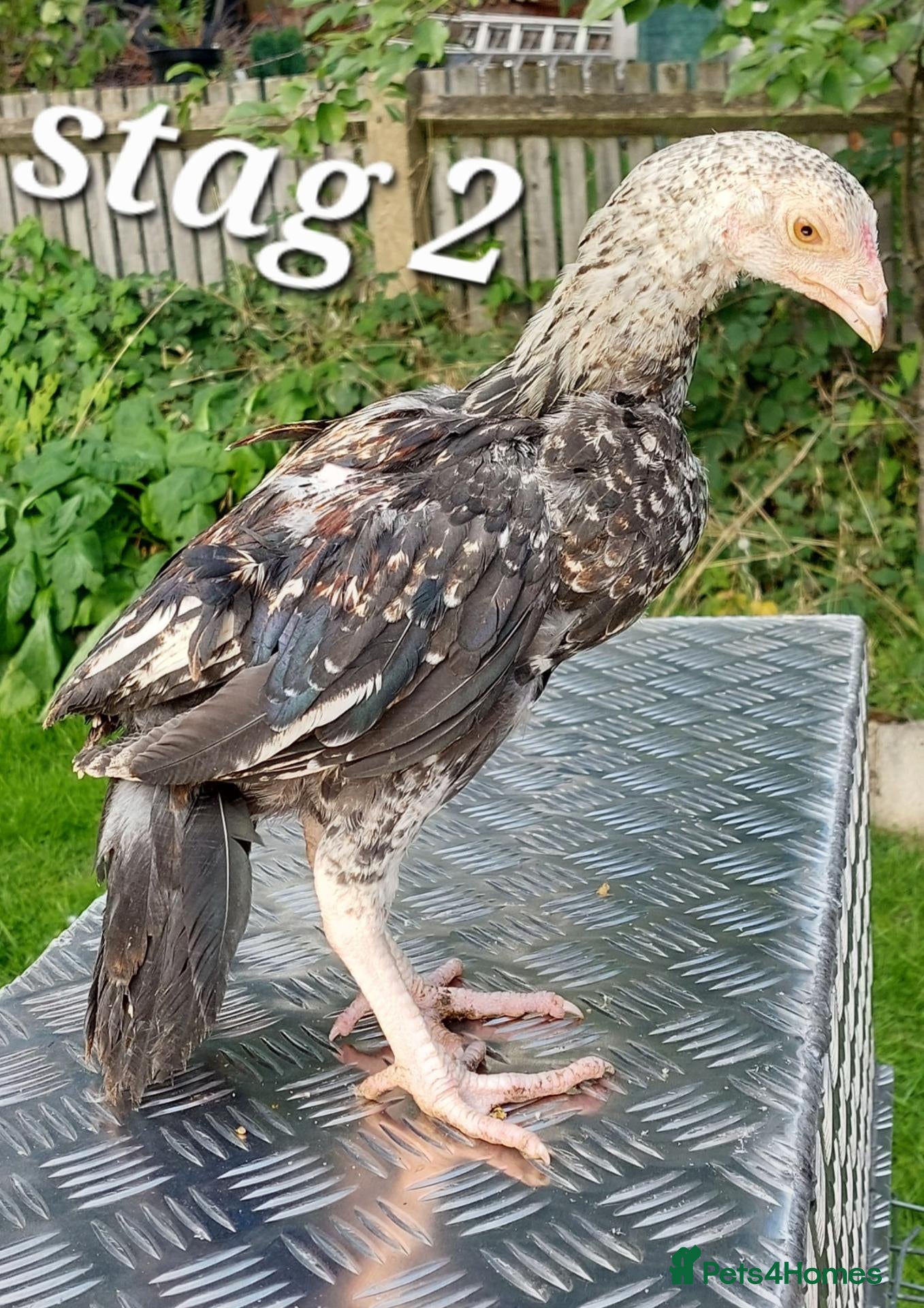 Chickens poultry 🌟Out-standing chicks🌟 - Advert 1