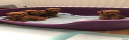 Cavapoo dogs for sale: Ready to leave F1bb deep red Cavapoo puppies  - Advert 9