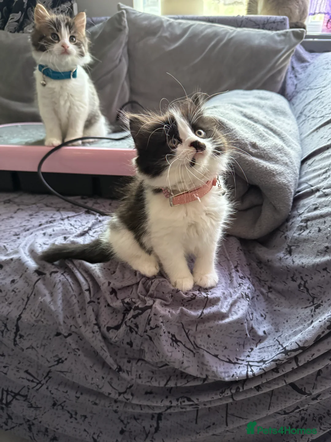 Ragcoon cats for sale: RAGCOONS  - Advert 13